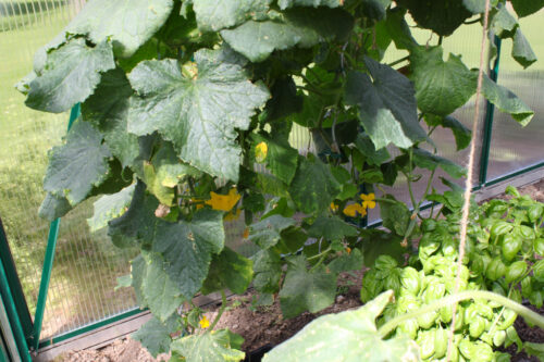 Schädlinge im Gewächshaus erkennen WAMA Ratgeber