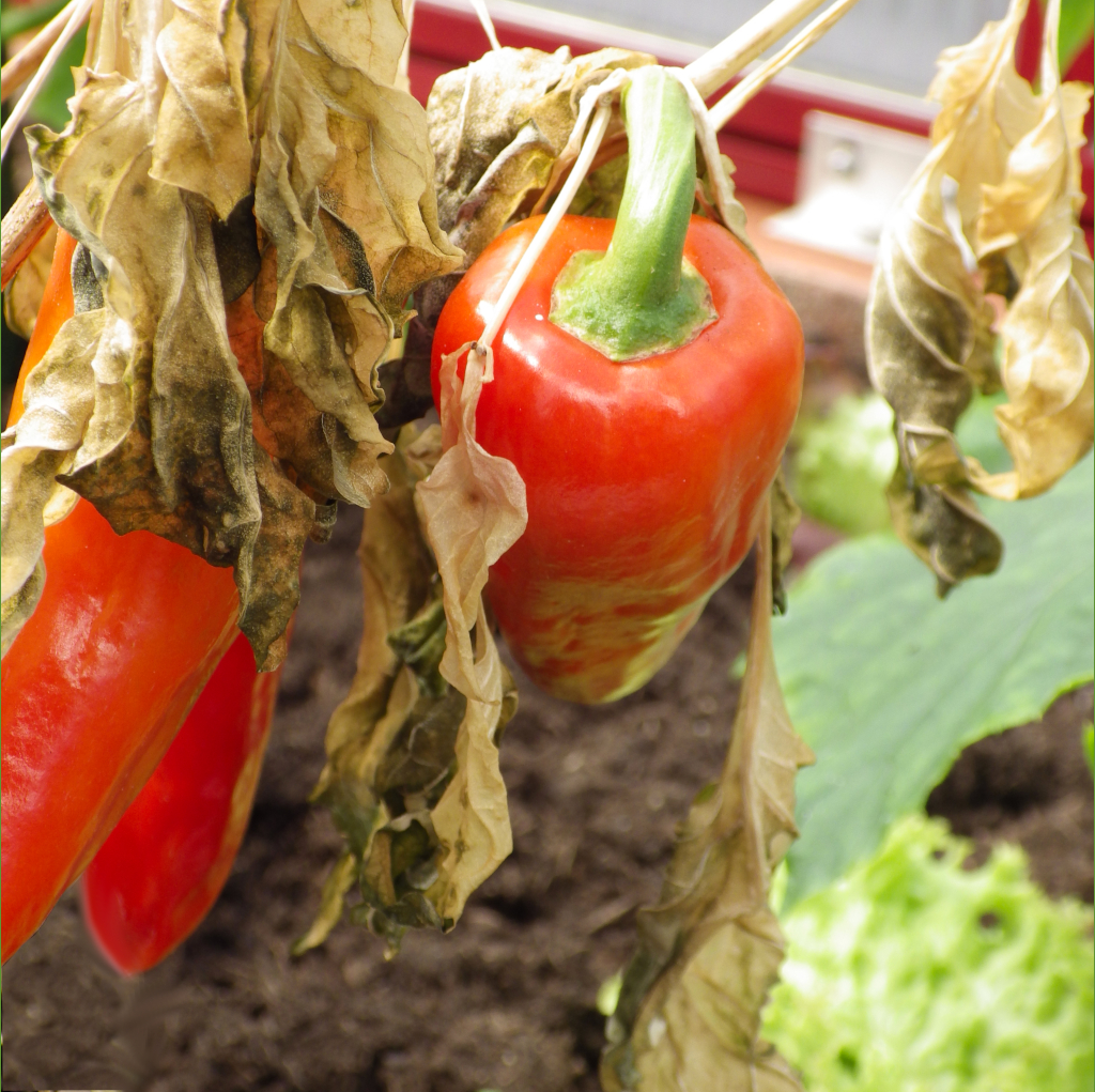 Schädlinge im Gewächshaus erkennen WAMA Ratgeber