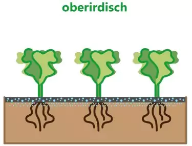 Tropfenbewässerung oberirdisch