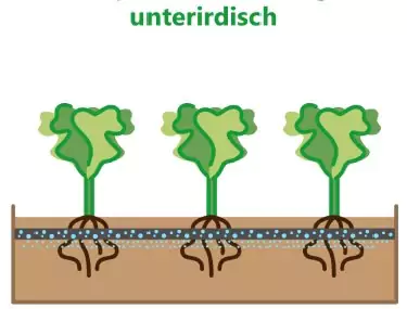 bewässerung via tropferschlauch unterirdisch
