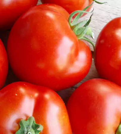 gewaechshaus tomate
