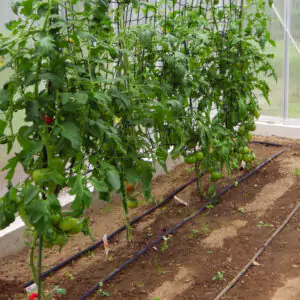 gewaechshausbewaesserung mit tropferschlaeuchen tomaten 300x300 1