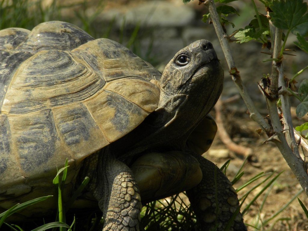 griechische landschildkröte testudo hermanni ältes tier