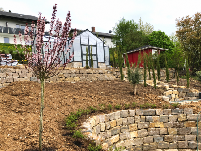 Mauergewächshaus im oberen Bereich eines terrassierten Hanggartens mit Natursteinmauern und neu angelegter Gartenanlage