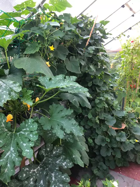 mehltau an zucchini