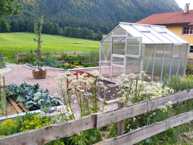 WAMA Gewächshaus MIDI 50 Klassisch mit geöffneter Tür zwischen Gemüsebeeten und Blumen in einem Nutzgarten in Ettal (Bayern).