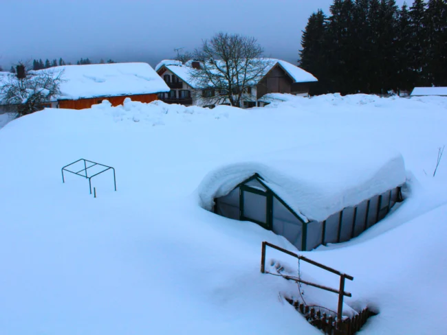 Eingeschneites Gewächshaus im Winter mit hoher Schneelast von mindestens 150 kg pro m², stabiles moosgrünes Gewächshaus in verschneiter Gartenlandschaft