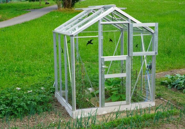 Kleines Aluminium-Gewächshaus mit Glasverkleidung und offenstehender Tür im Gemüsegarten mit Tomaten- und Gemüsepflanzen auf Betonfundament.