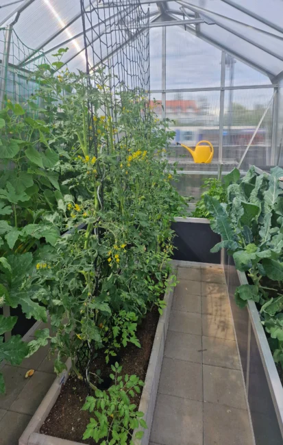 Innenansicht eines Gewächshauses mit Tomatenpflanzen, Rankhilfen und angebautem Gemüse in Hochbeeten