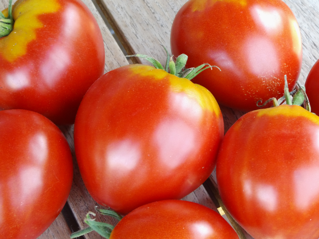 rote tomaten