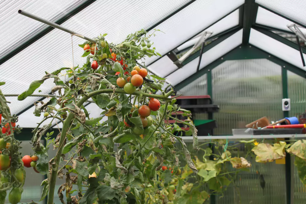 schaedlinge an tomaten und gurken 1