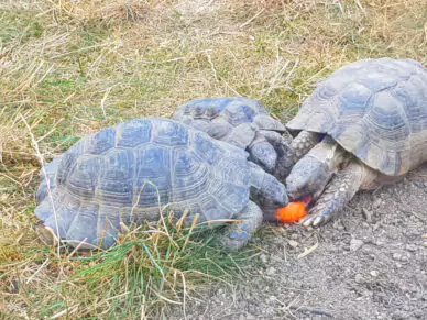 schildkroeten essen 388x291 1