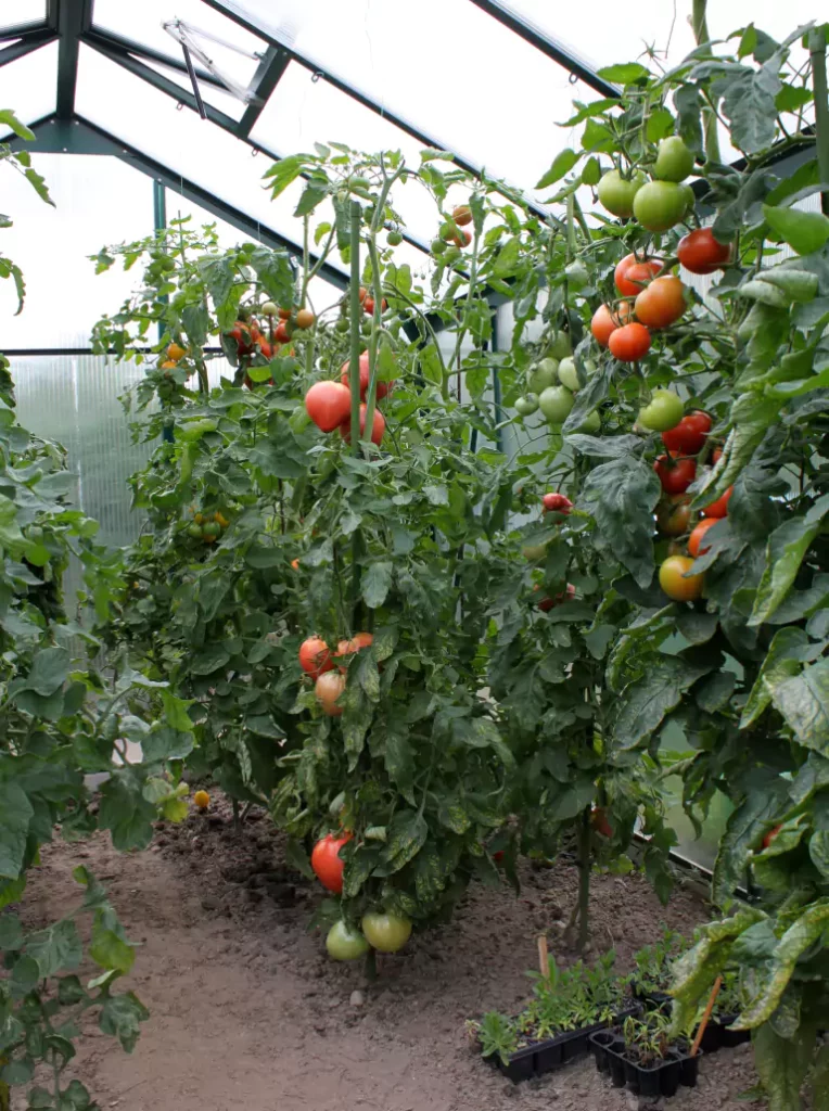 Tomatenratgeber fr Gewchshuser - WAMAdirekt.de