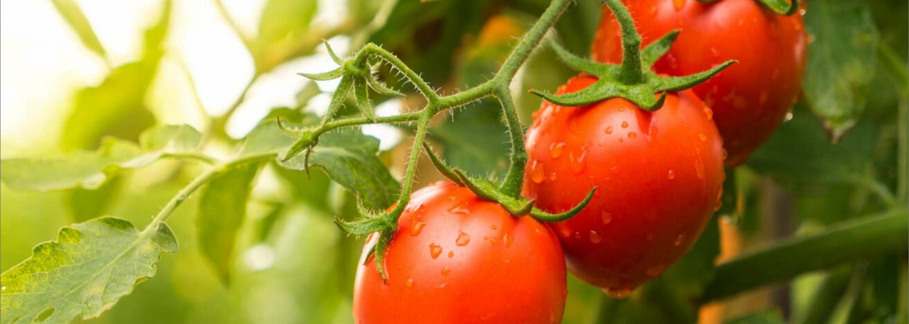 wama footer tomaten