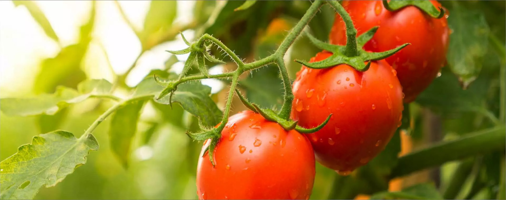 wama gewaechshaus zuebhoer